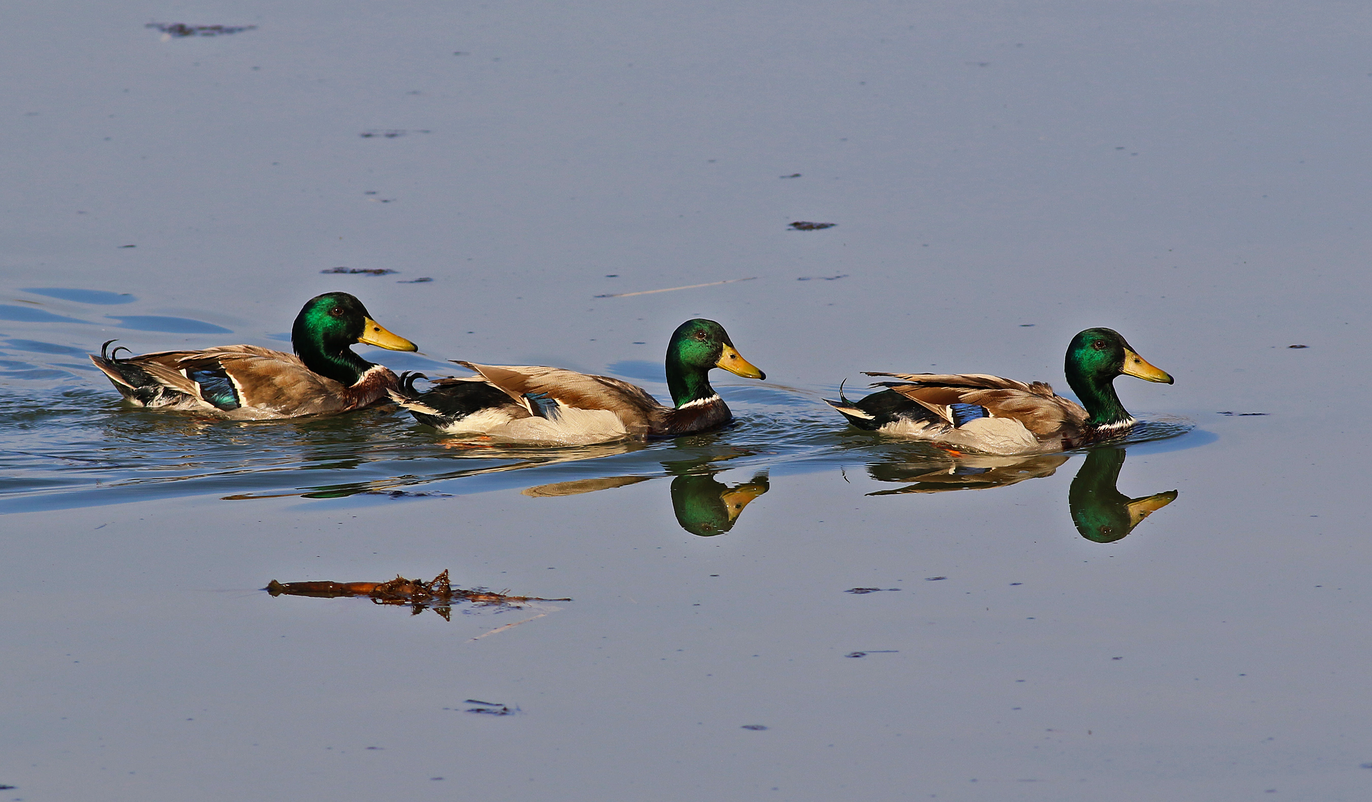 Mallard